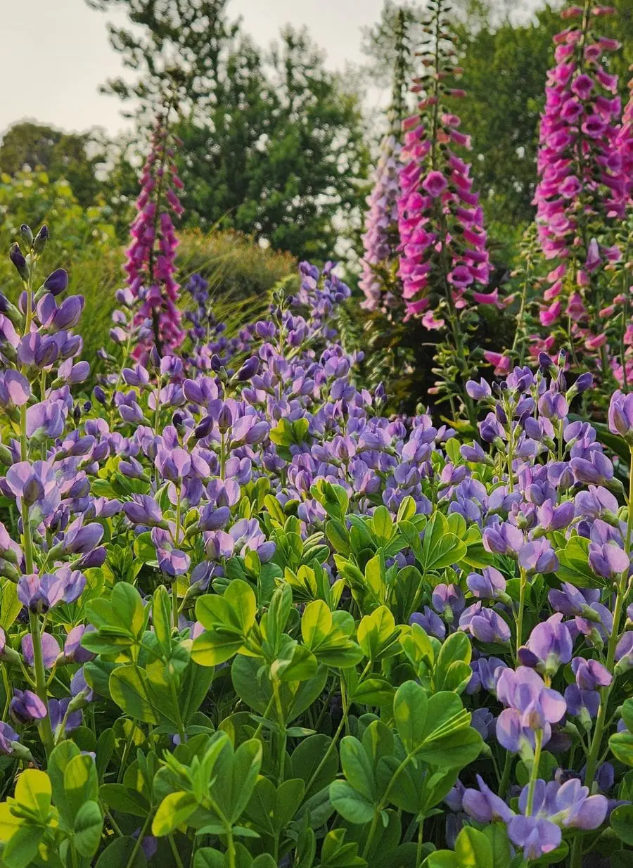 Rows of Baptisia and Floxglove in late spring, grown by Dirt and Blooms Flower Farm.